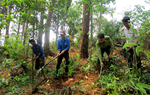 Gia Lai tăng cường quản lý, bảo vệ rừng và phòng cháy, chữa cháy rừng trong dịp Tết