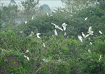 Tăng cường công tác bảo vệ các loài chim hoang dã, chim di cư