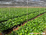 THÔNG BÁO: Triển khai đăng ký cây giống cà phê trồng tái canh năm 2020