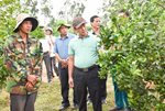 Bí thư Tỉnh ủy Gia Lai Dương Văn Trang: Hình thành vùng chuyên canh cây ăn quả tại núi Đá Lửa