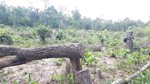 Gia Lai: Bức xúc rừng bị phá, dân viết đơn phản ánh lên tỉnh