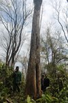 Người dân xã Ia Kriêng, huyện Đức Cơ đồng lòng bảo vệ rừng gỗ hương quý hiếm
