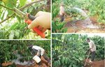 Hướng dẫn chăm sóc cây công nghiệp dài ngày, cây phân tán trong mùa khô
