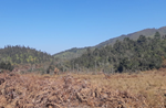Tăng cường thực hiện các biện pháp quản lý bảo vệ rừng và PCCCR dịp Tết nguyên đán Canh Tý năm 2020
