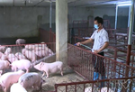 Tiếp tục triển khai các biện pháp phòng, chống nắng nóng và dịch bệnh trên đàn vật nuôi