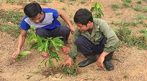 Hỗ trợ nhân dân trồng tái canh và cải tạo giống cà phê năng xuất thấp