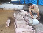 Kế hoạch thực hiện tái đàn lợn sau Dịch tả lợn Châu Phi