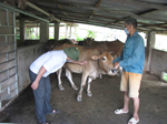 Tăng cường kiểm soát dịch bệnh viêm da nổi cục trên trâu bò trên địa bàn huyện
