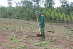 Chuyện nhà nông: Cẩn trọng khi chọn giống cây trồng ở Gia Lai