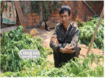 Đắk Lắk: Xen cần sa trong vườn cà-phê
