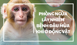 Chủ động triển khai các biện pháp phòng, chống bệnh Đậu mùa khỉ ở động vật