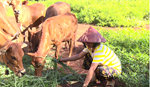 Các biện pháp chăm sóc, nuôi dưỡng trâu, bò trong vụ Đông Xuân năm 2023-2024