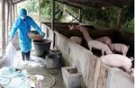 Ngân sách chi hỗ trợ thiệt hại Dịch tả lợn Châu Phi đến ngày 30/8/2019