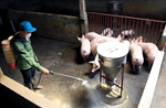 Triển khai cấp bách các biện pháp phòng, chống dịch tả lợn châu Phi trên địa bàn tỉnh Gia Lai  