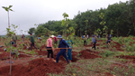 Thị trấn Chư Ty Ra quân hưởng ứng Đề án trồng "một tỷ cây xanh"