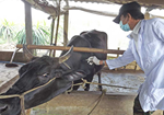 Kế hoạch triển khai tiêm phòng Vắc xin Lở mồm long móng Type (O&A) đợt 1 năm 2020 cho đàn trâu, bò trên địa bàn huyện