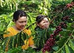 Dự án liên kết sản xuất cà phê theo chuỗi giá trị năm 2019
