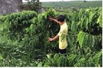 Mô hình liên kết sản xuất cà phê theo chuỗi giá trị, tại thôn Chư Bồ, xã Ia Kla