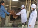Kế hoạch tiêm phòng vắc xin Lở mồm long móng đợt 2 năm 2017 cho đàn trâu, bò trên địa bàn huyện